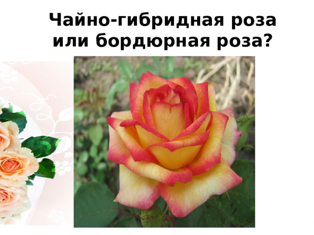 Чайно-гибридная роза или бордюрная роза? 