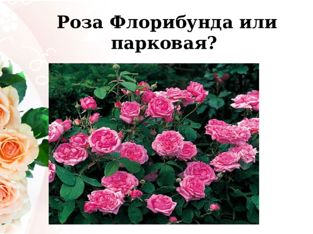  Роза Флорибунда или парковая?   