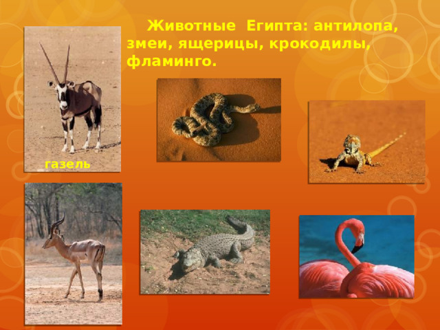 Животные Египта: антилопа, змеи, ящерицы, крокодилы, фламинго. газель 