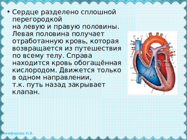 Сердце разделено сплошной перегородкой на левую и правую половины. Левая половина получает отработанную кровь, которая возвращается из путешествия по всему телу. Справа находится кровь обогащённая кислородом. Движется только в одном направлении, т.к. путь назад закрывает клапан.    