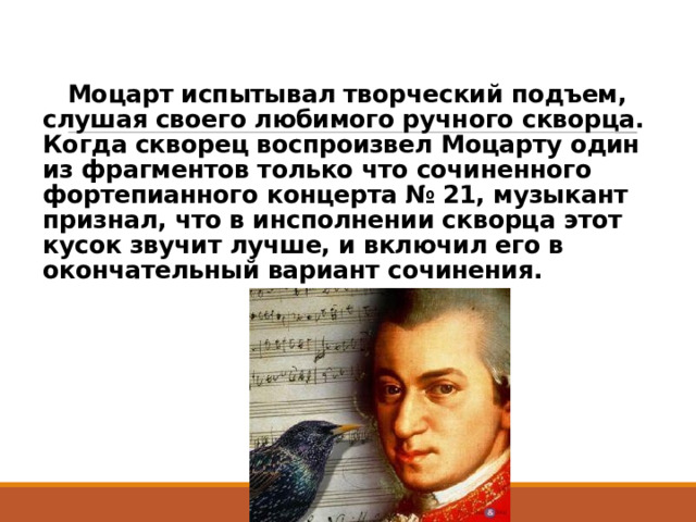  Моцарт испытывал творческий подъем, слушая своего любимого ручного скворца. Когда скворец воспроизвел Моцарту один из фрагментов только что сочиненного фортепианного концерта № 21, музыкант признал, что в инсполнении скворца этот кусок звучит лучше, и включил его в окончательный вариант сочинения. 