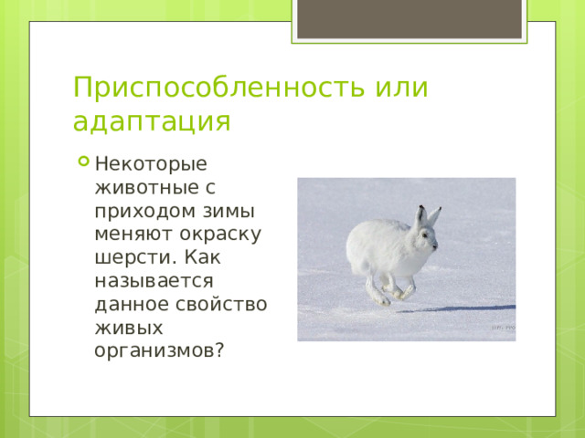 Приспособленность или адаптация Некоторые животные с приходом зимы меняют окраску шерсти. Как называется данное свойство живых организмов? 