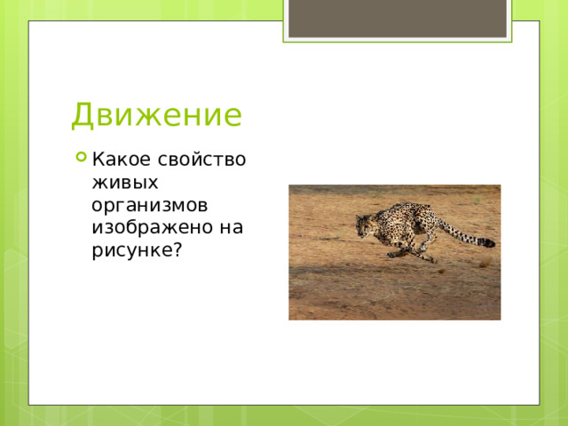 Движение Какое свойство живых организмов изображено на рисунке? 