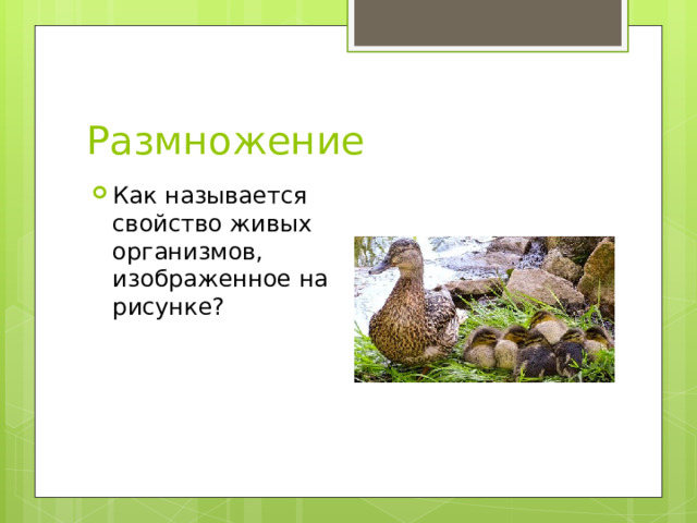 Как называется свойство живых организмов изображенное на рисунке рост растения