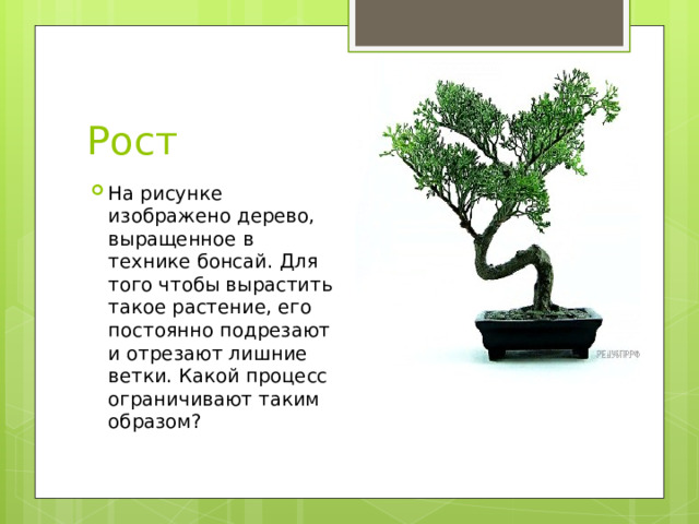 Рост На рисунке изображено дерево, выращенное в технике бонсай. Для того чтобы вырастить такое растение, его постоянно подрезают и отрезают лишние ветки. Какой процесс ограничивают таким образом? 