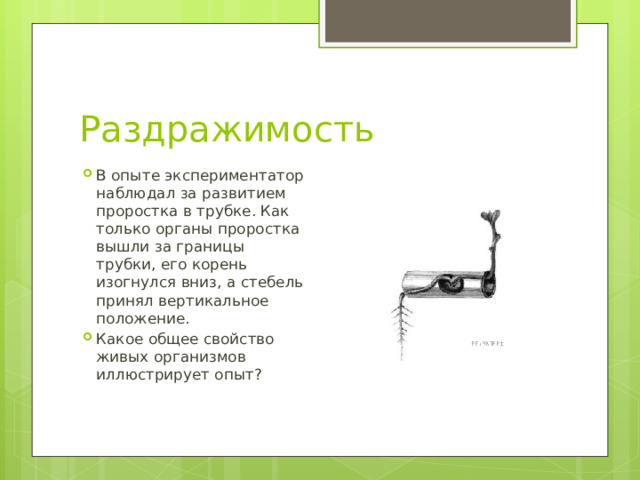 Раздражимость В опыте экспериментатор наблюдал за развитием проростка в трубке. Как только органы проростка вышли за границы трубки, его корень изогнулся вниз, а стебель принял вертикальное положение. Какое общее свойство живых организмов иллюстрирует опыт? 