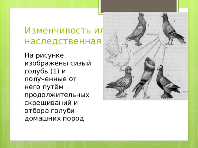 Какая форма отбора представлена на рисунке по каким признакам производился отбор голуби