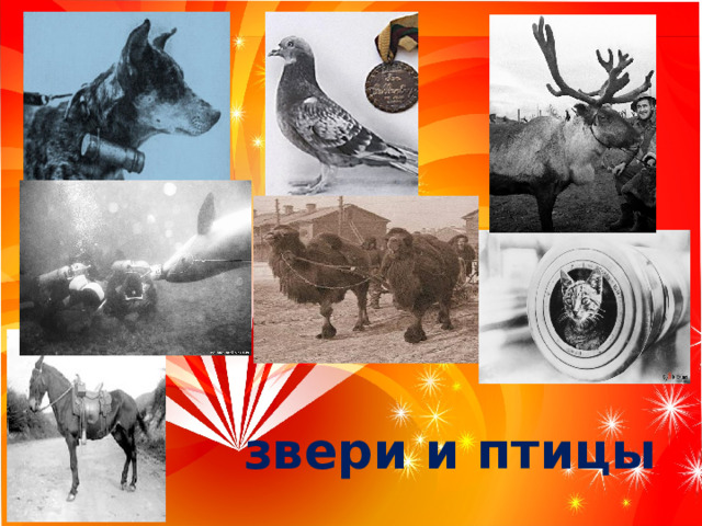  звери и птицы  