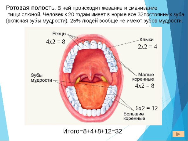 Полость рта кратко. Строение ротовой полости человека сбоку. Ротовая полость строение и функции. Строение отделы и функции полости рта. Ротовая полость строение анатомия зубов.
