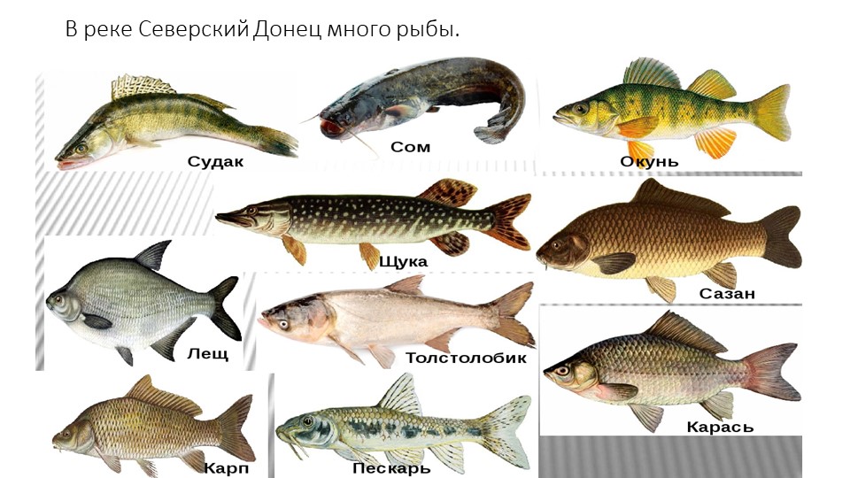 Все рыбы реки дон
