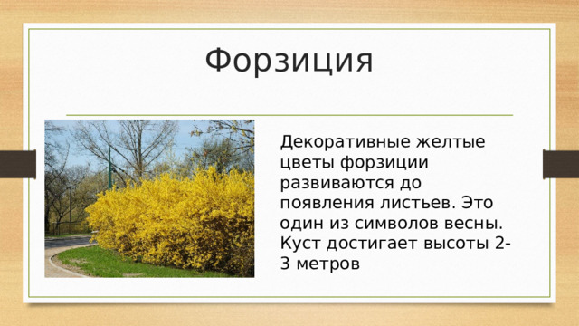 Форзиция   Декоративные желтые цветы форзиции развиваются до появления листьев. Это один из символов весны. Куст достигает высоты 2-3 метров 