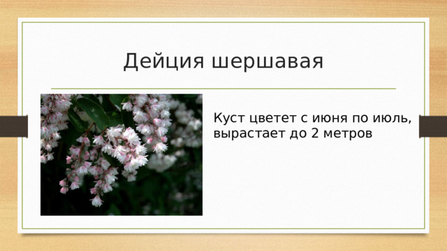 Дейция шершавая Куст цветет с июня по июль, вырастает до 2 метров 