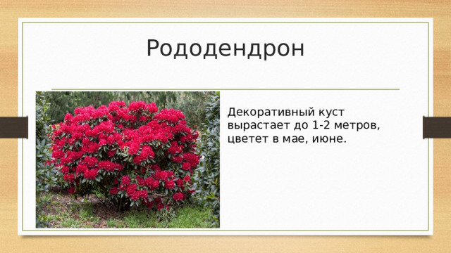 Рододендрон   Декоративный куст вырастает до 1-2 метров, цветет в мае, июне.  