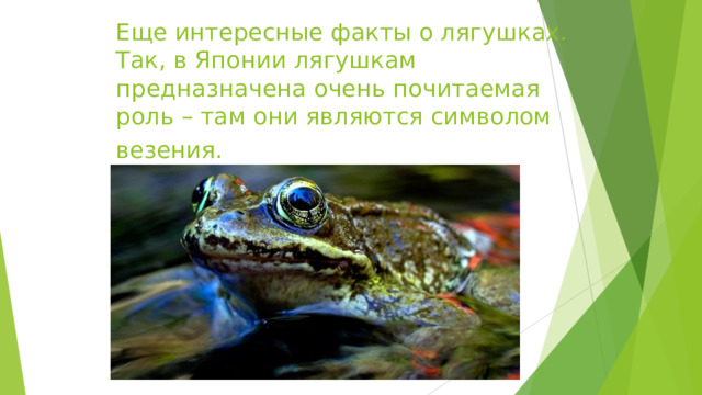 Еще интересные факты о лягушках. Так, в Японии лягушкам предназначена очень почитаемая роль – там они являются символом везения.  