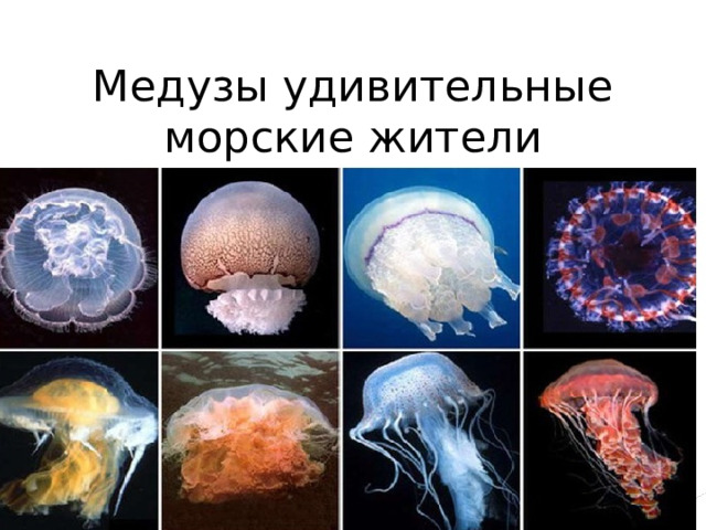 Медузы удивительные морские жители 