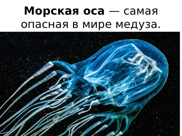  Морская оса  — самая опасная в мире медуза.   Питаются креветками. Часто приплывают на людные пляжи Северной Австралии, поэтому отдыхающие часто становятся их жертвами. Жалит человека, в основном, когда он натыкается на нее. У этих медуз хорошее зрение, так как имеют по  4 глаза . 