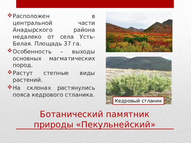 Расположен в центральной части Анадырского района недалеко от села Усть-Белая. Площадь 37 га. Особенность – выходы основных магматических пород. Растут степные виды растений. На склонах растянулись пояса кедрового стланика. Кедровый стланик Ботанический памятник природы «Пекульнейский» 