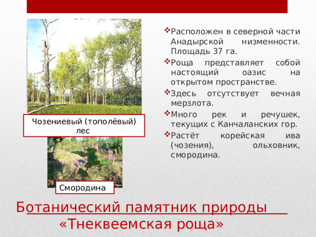 Расположен в северной части Анадырской низменности. Площадь 37 га. Роща представляет собой настоящий оазис на открытом пространстве. Здесь отсутствует вечная мерзлота. Много рек и речушек, текущих с Канчаланских гор. Растёт корейская ива (чозения), ольховник, смородина. Чозениевый (тополёвый) лес Смородина Ботанический памятник природы «Тнеквеемская роща» 