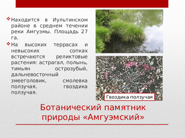 Находится в Иультинском районе в среднем течении реки Амгуэмы. Площадь 27 га. На высоких террасах и невысоких сопках встречаются реликтовые растения: астрагал, полынь, тимьян острозубый, дальневосточный змееголовик, смолевка ползучая, гвоздика ползучая. Гвоздика ползучая Ботанический памятник природы «Амгуэмский» 