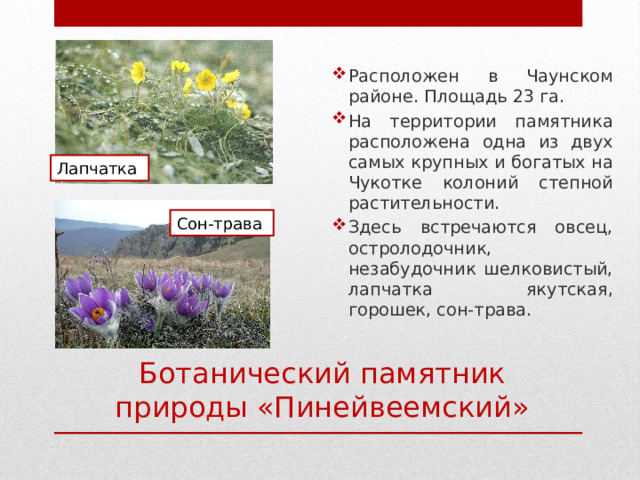 Расположен в Чаунском районе. Площадь 23 га. На территории памятника расположена одна из двух самых крупных и богатых на Чукотке колоний степной растительности. Здесь встречаются овсец, остролодочник, незабудочник шелковистый, лапчатка якутская, горошек, сон-трава. Лапчатка Сон-трава Ботанический памятник природы «Пинейвеемский» 