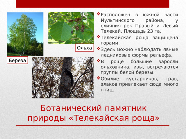 Расположен в южной части Иультинского района, у слияния рек Правый и Левый Телекай. Площадь 23 га. Телекайская роща защищена горами. Здесь можно наблюдать явные ледниковые формы рельефа. В роще большие заросли ольховника, ивы, встречаются группы белой березы. Обилие кустарников, трав, злаков привлекает сюда много птиц. Ольха Береза Ботанический памятник природы «Телекайская роща» 