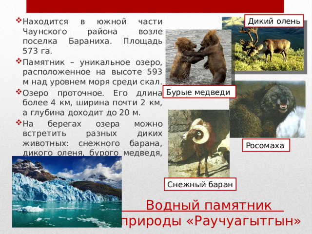 Дикий олень Находится в южной части Чаунского района возле поселка Бараниха. Площадь 573 га. Памятник – уникальное озеро, расположенное на высоте 593 м над уровнем моря среди скал. Озеро проточное. Его длина более 4 км, ширина почти 2 км, а глубина доходит до 20 м. На берегах озера можно встретить разных диких животных: снежного барана, дикого оленя, бурого медведя, росомаху. Бурые медведи Росомаха Снежный баран Водный памятник природы «Раучуагытгын» 