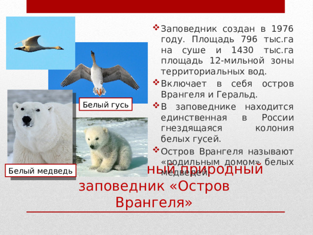 Заповедник создан в 1976 году. Площадь 796 тыс.га на суше и 1430 тыс.га площадь 12-мильной зоны территориальных вод. Включает в себя остров Врангеля и Геральд. В заповеднике находится единственная в России гнездящаяся колония белых гусей. Остров Врангеля называют «родильным домом» белых медведей. Белый гусь Белый медведь Государственный природный заповедник «Остров Врангеля» 