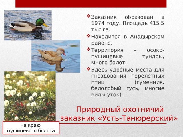 Заказник образован в 1974 году. Площадь 415,5 тыс.га. Находится в Анадырском районе. Территория – осоко-пушицевые тундры, много болот. Здесь удобные места для гнездования перелетных птиц (гуменник, белолобый гусь, многие виды уток). Природный охотничий заказник «Усть-Танюрерский» На краю пушицевого болота 