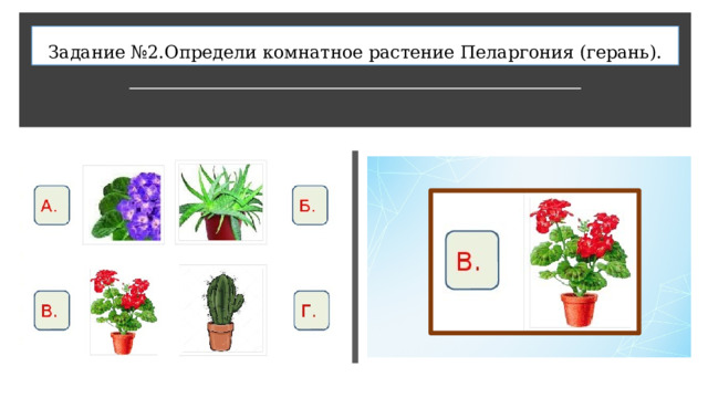 Задание №2.Определи комнатное растение Пеларгония (герань). 