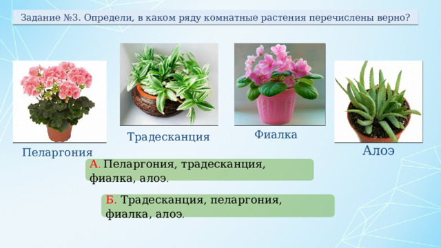 Задание №3. Определи, в каком ряду комнатные растения перечислены верно? Фиалка Традесканция Алоэ Пеларгония А . Пеларгония, традесканция, фиалка, алоэ . Б. Традесканция, пеларгония, фиалка, алоэ . 