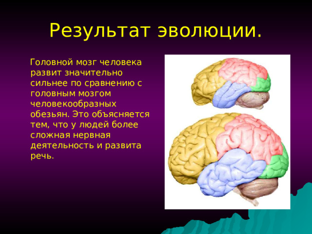 Размер мозга увеличивается. Эволюция головного мозга человека. Как развивается мозг человека. Эволюция человеческого мозга.