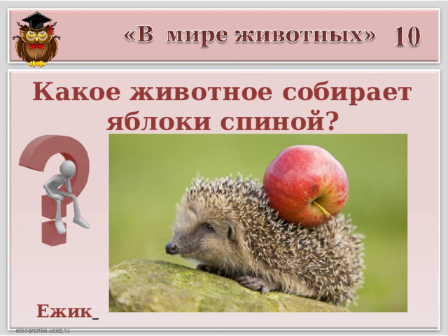 Какое животное собирает яблоки спиной? Ежик  