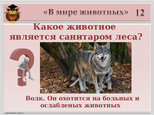 Какое животное  является санитаром леса? Волк. Он охотится на больных и ослабленых животных 