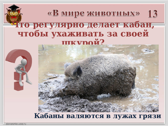 Что регулярно делает кабан, чтобы ухаживать за своей шкурой? Кабаны валяются в лужах грязи 