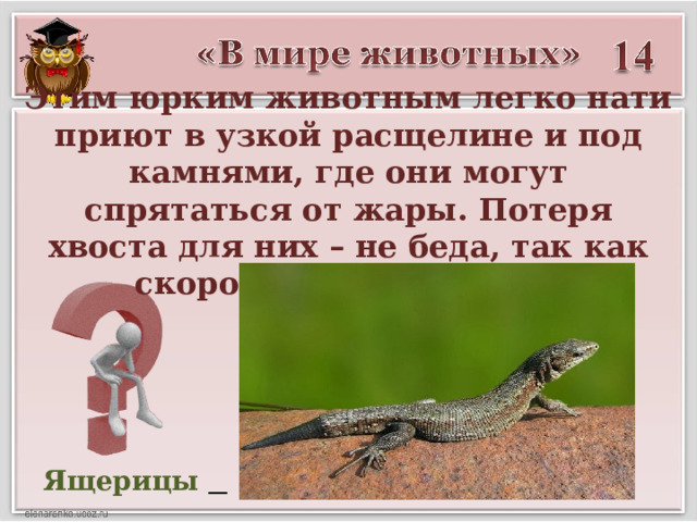 Этим юрким животным легко нати приют в узкой расщелине и под камнями, где они могут спрятаться от жары. Потеря хвоста для них – не беда, так как скоро вырастет новый. Ящерицы  