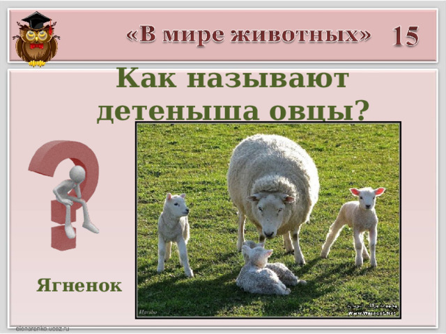 Как называют детеныша овцы? Ягненок 