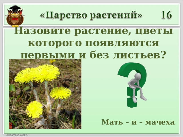 Назовите растение, цветы которого появляются первыми и без листьев?  Мать – и – мачеха 