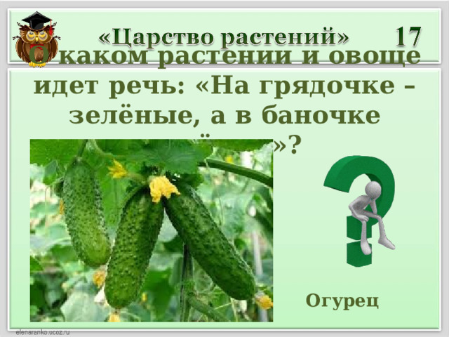 О каком растении и овоще идет речь: «На грядочке –зелёные, а в баночке солёные»?  Огурец 