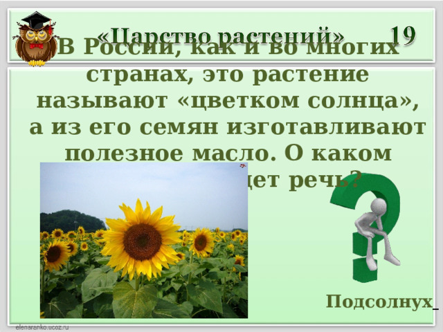 В России, как и во многих странах, это растение называют «цветком солнца», а из его семян изготавливают полезное масло. О каком растении идет речь?  Подсолнух  