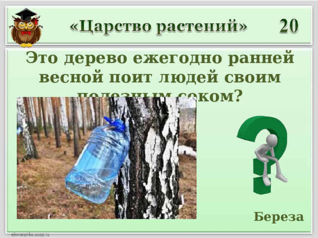 Это дерево ежегодно ранней весной поит людей своим полезным соком?  Береза 