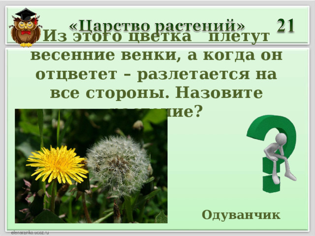 Из этого цветка плетут весенние венки, а когда он отцветет – разлетается на все стороны. Назовите растение?  Одуванчик 