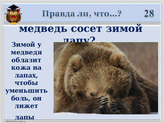 медведь сосет зимой лапу? Зимой у медведя облазит кожа на лапах, чтобы уменьшить боль, он лижет лапы    