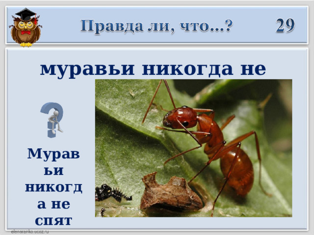 муравьи никогда не спят?  Муравьи никогда не спят  