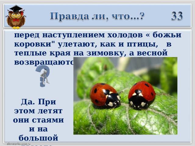 перед наступлением холодов « божьи коровки