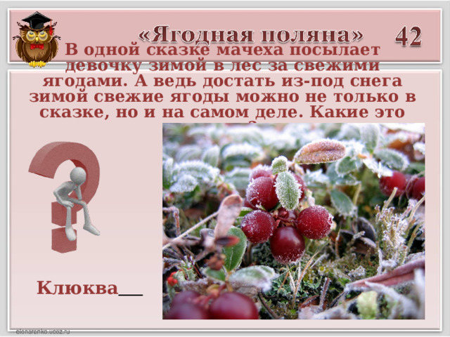 В одной сказке мачеха посылает девочку зимой в лес за свежими ягодами. А ведь достать из-под снега зимой свежие ягоды можно не только в сказке, но и на самом деле. Какие это ягоды? Клюква  