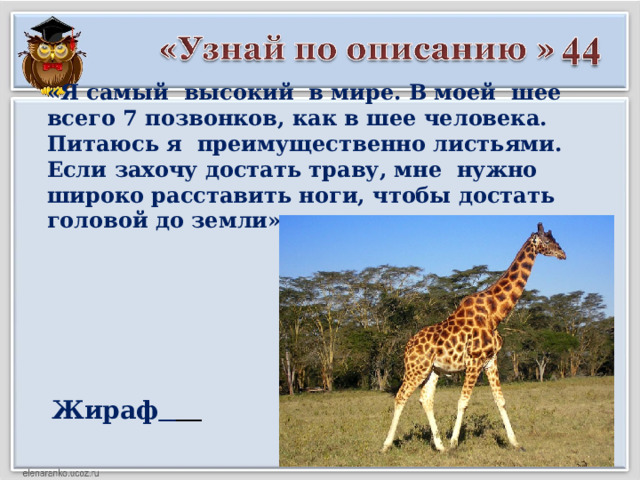 «Я самый высокий в мире. В моей шее всего 7 позвонков, как в шее человека. Питаюсь я преимущественно листьями. Если захочу достать траву, мне нужно широко расставить ноги, чтобы достать головой до земли»  Жираф   