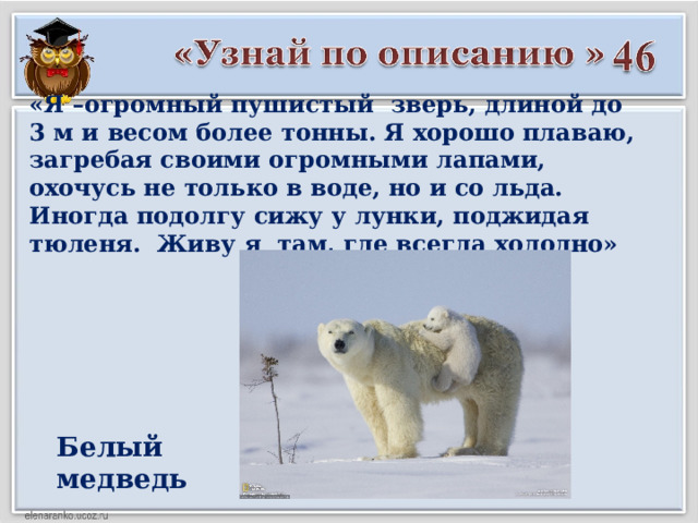 «Я –огромный пушистый зверь, длиной до 3 м и весом более тонны. Я хорошо плаваю, загребая своими огромными лапами, охочусь не только в воде, но и со льда. Иногда подолгу сижу у лунки, поджидая тюленя. Живу я там, где всегда холодно» Белый медведь 