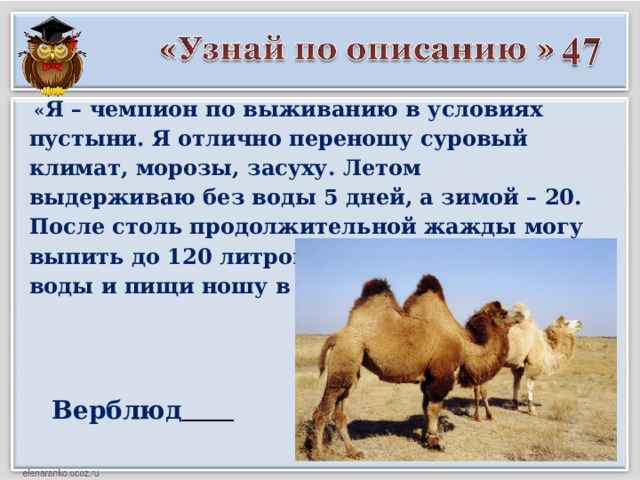  « Я – чемпион по выживанию в условиях пустыни. Я отлично переношу суровый климат, морозы, засуху. Летом выдерживаю без воды 5 дней, а зимой – 20. После столь продолжительной жажды могу выпить до 120 литров воды. А свои запасы воды и пищи ношу в своих горбах» Верблюд  