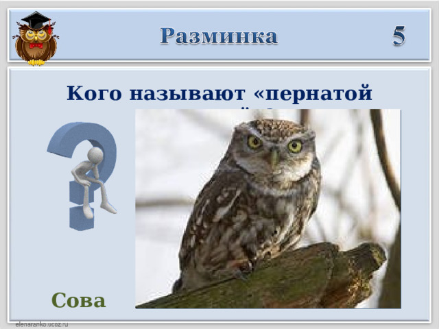 Кого называют «пернатой кошкой»? Сова   