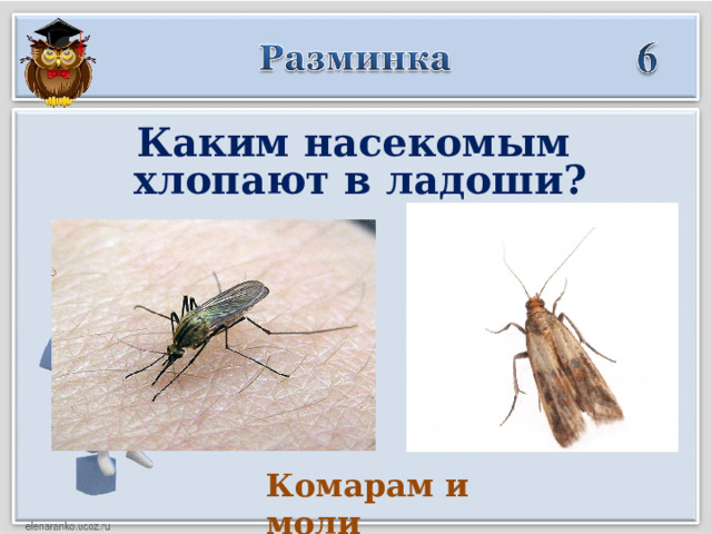 Каким насекомым  хлопают в ладоши? Комарам и моли  